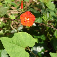 Ipomoea hederifolia L.